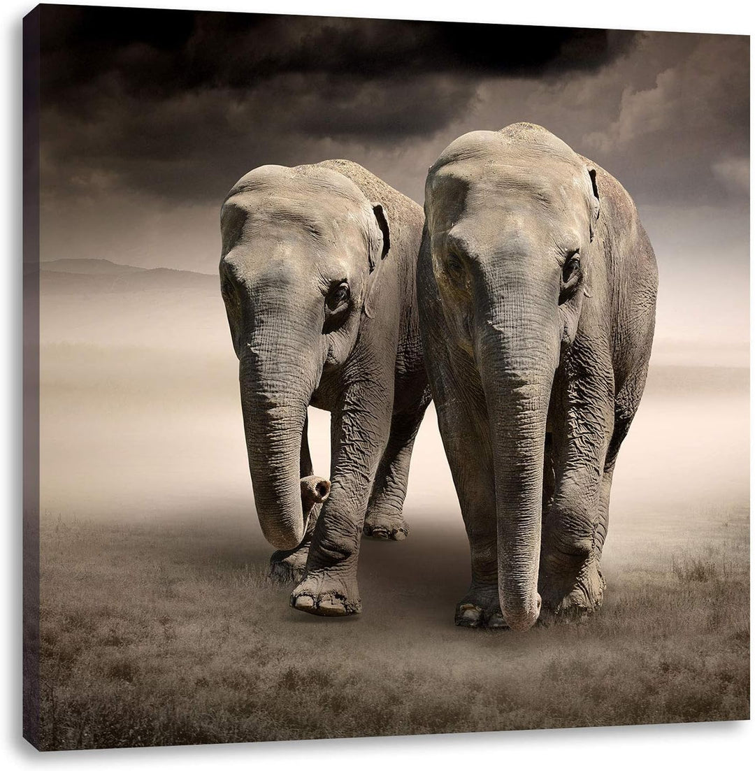 Pixxprint Zwei stolze Elefanten in Steppe als Leinwandbild/Grösse: 70x70 / Wandbild/Kunstdruck/ferti