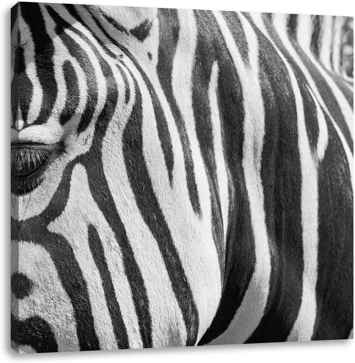 Pixxprint Zebra Porträt, Format: 70x70 auf Leinwand, XXL riesige Bilder fertig gerahmt mit Keilrahme