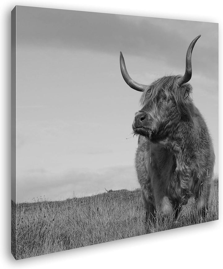 deyoli riesige Kuh auf Einer Landschaft im Format: 60x60 Effekt: Schwarz&Weiss als Leinwandbild, Mot