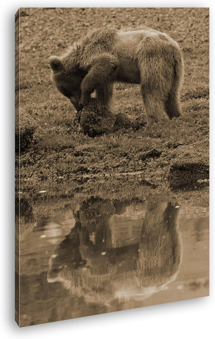 deyoli Verspielter brauner Bär Format: 80x60 Effekt: Sepia als Leinwandbild, Motiv fertig gerahmt au