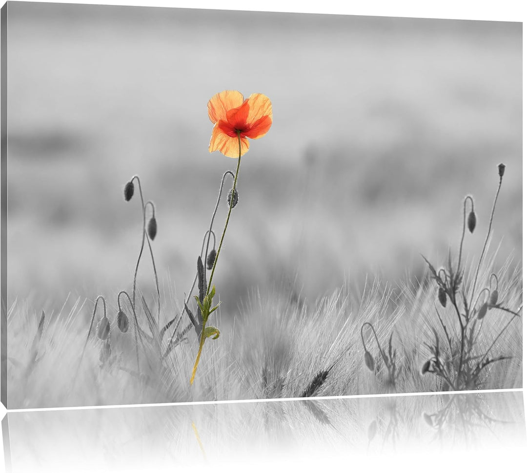 Rote Mohnblume im Feld schwarz/weiss Format: 100x70 auf Leinwand, XXL riesige Bilder fertig gerahmt