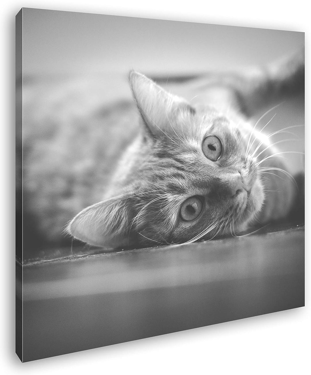 deyoli süsse verspielte Katze Format: 70x70 Effekt: Schwarz&Weiss als Leinwandbild, Motiv auf Echtho
