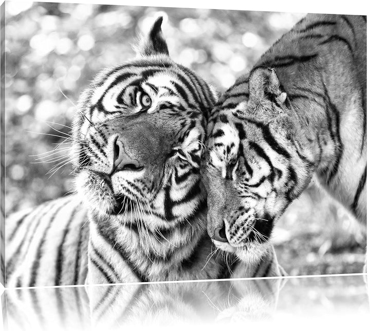 Pixxprint Zwei liebkosende Tiger Kunst B&W, Format: 100x70 auf Leinwand, 100x70