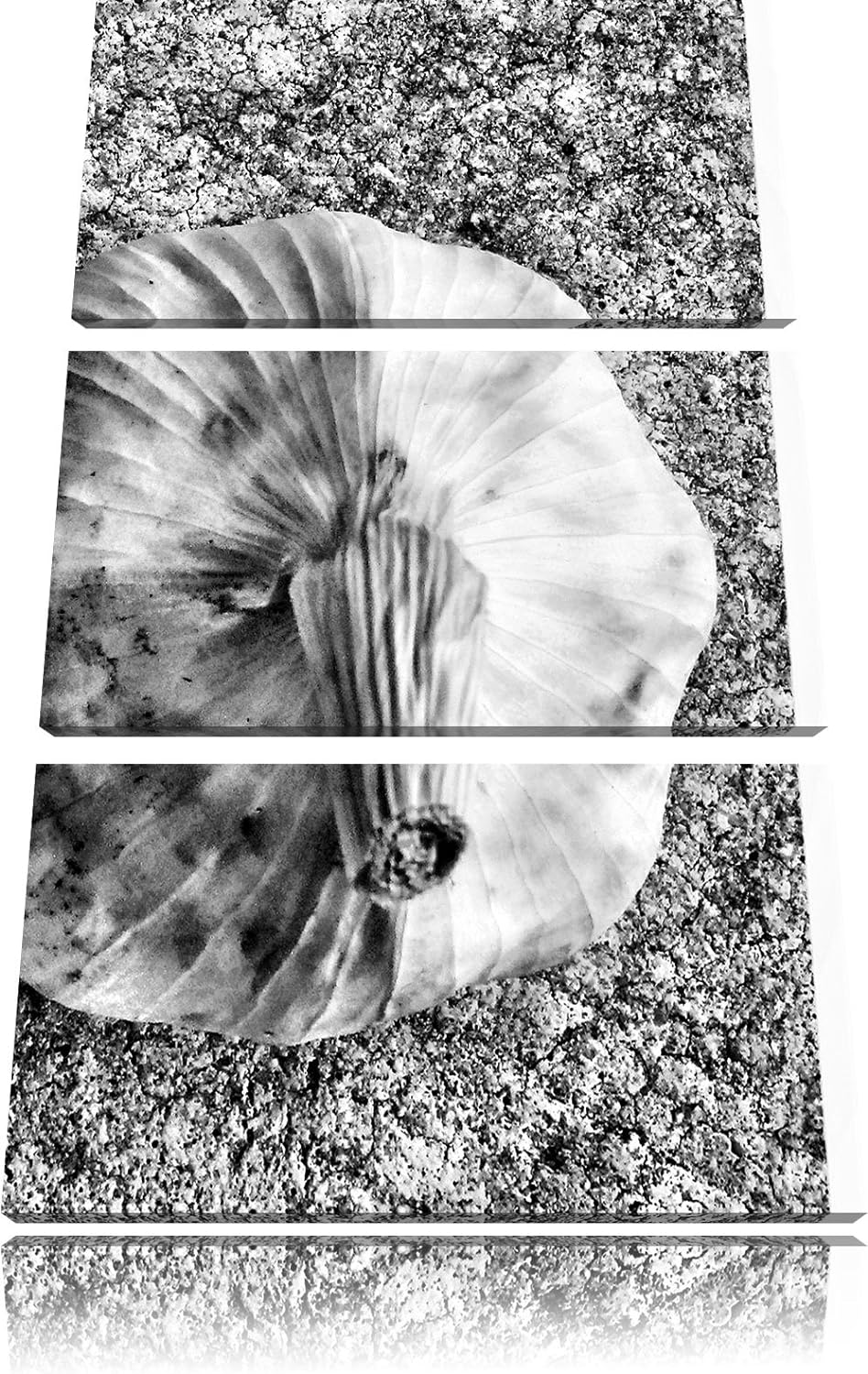 Pixxprint Zwei Knoblauchknollen als Leinwandbild/Grösse: 3 Teilig (120x80) cm/Wandbild/Kunstdruck/fe