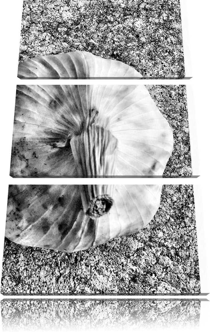 Pixxprint Zwei Knoblauchknollen als Leinwandbild/Grösse: 3 Teilig (120x80) cm/Wandbild/Kunstdruck/fe