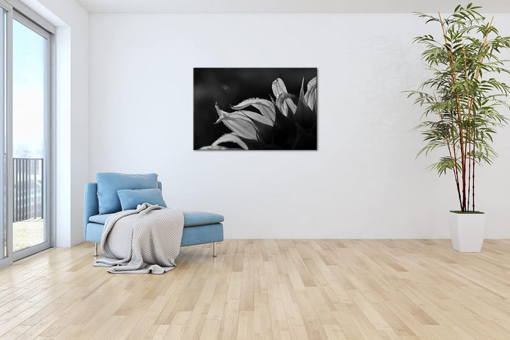 deyoli regnerische Sonnenblume Format: 80x60 als Leinwand, Effekt: Schwarz&Weiss, Motiv fertig gerah