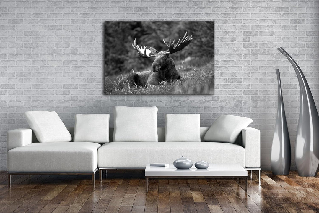deyoli ruhig liegender Elch Effekt: Schwarz/Weiss Format: 80x60 als Leinwandbild, Motiv fertig gerah