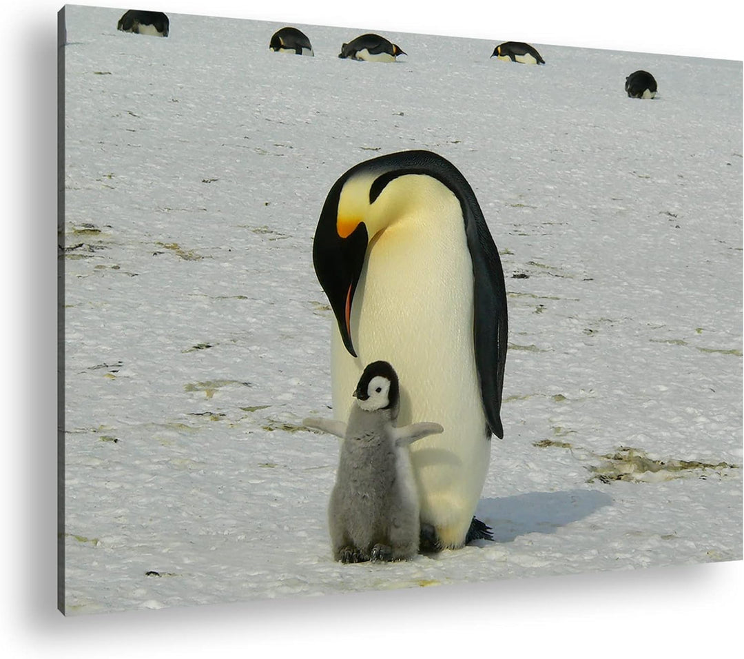 deyoli süsse Kaiserpinguine in der Antarktis im Format: 80x60 als Leinwandbild, Motiv fertig gerahmt
