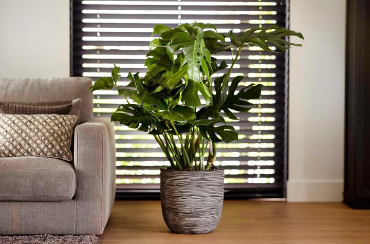 Capi Europe - Blumentopf Kugel Rib NL - 55x53 - Dunkelgrau - Öffnung Ø46 - Blumentopf für den Innen-