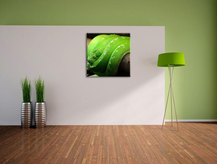 Grüne exotische Schlange, Format: 70x70 auf Leinwand, XXL riesige Bilder fertig gerahmt mit Keilrahm