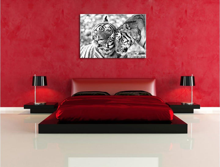 Pixxprint Zwei liebkosende Tiger Kunst B&W, Format: 100x70 auf Leinwand, 100x70