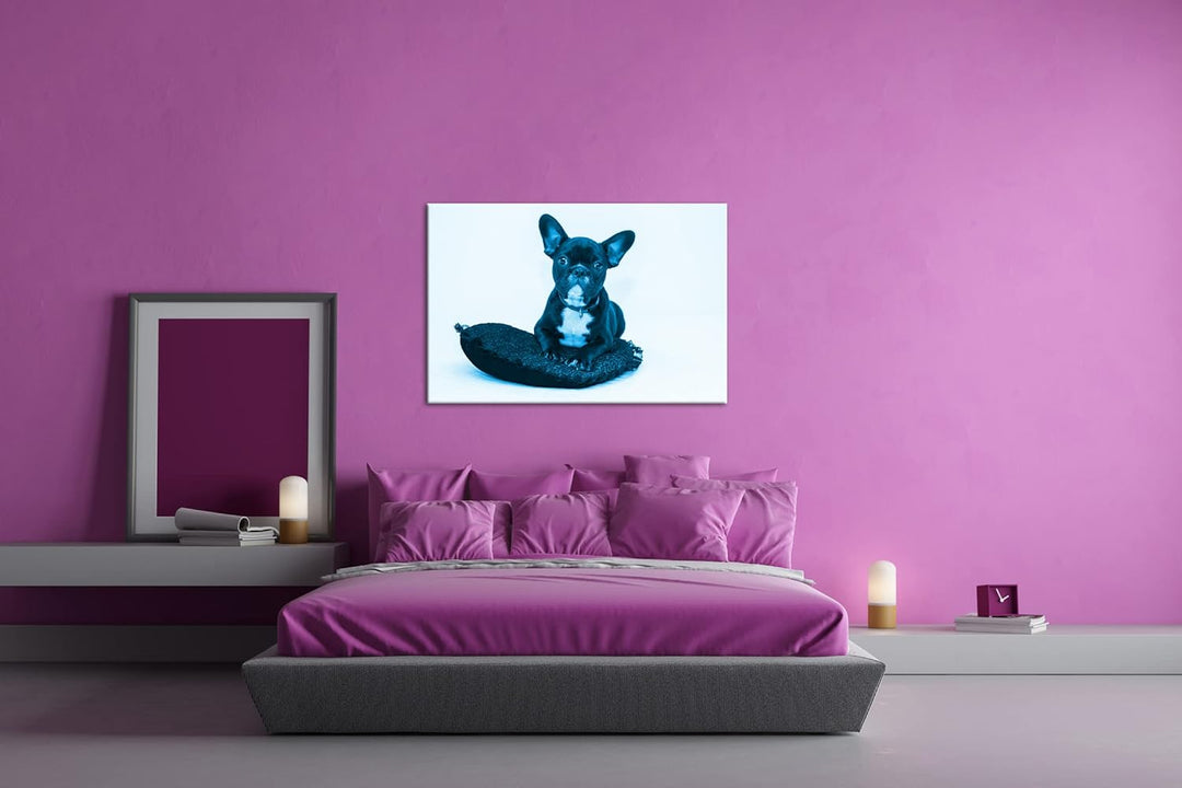 deyoli putzige Bulldogge mit einem Rotem Kissen Format 80x60 Effekt: Monocrome Blau als Leinwandbild