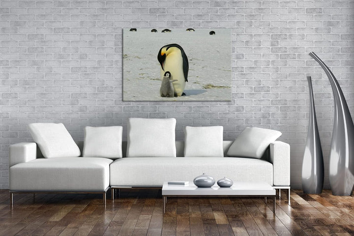 deyoli süsse Kaiserpinguine in der Antarktis im Format: 80x60 als Leinwandbild, Motiv fertig gerahmt