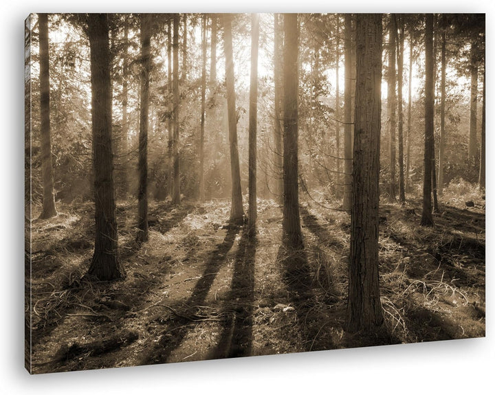 deyoli Moos bedeckter Wald Format: 80x60 Effekt: Sepia als Leinwand, Motiv fertig gerahmt auf Echtho
