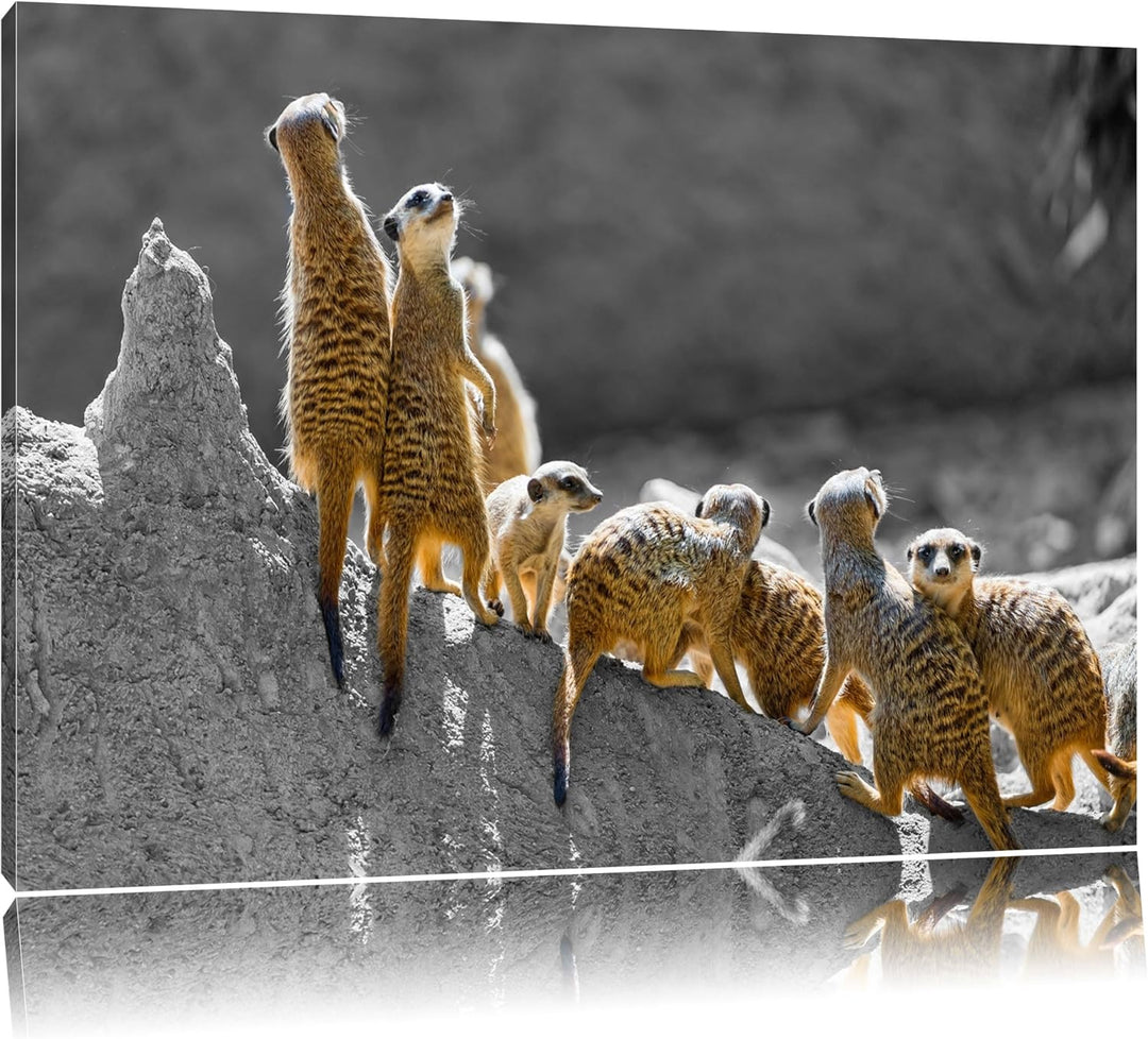 grosse liebevolle Erdmännchenfamilie schwarz/weiss auf Leinwand, XXL riesige Bilder fertig gerahmt m
