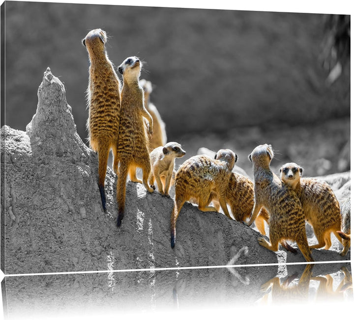 grosse liebevolle Erdmännchenfamilie schwarz/weiss auf Leinwand, XXL riesige Bilder fertig gerahmt m