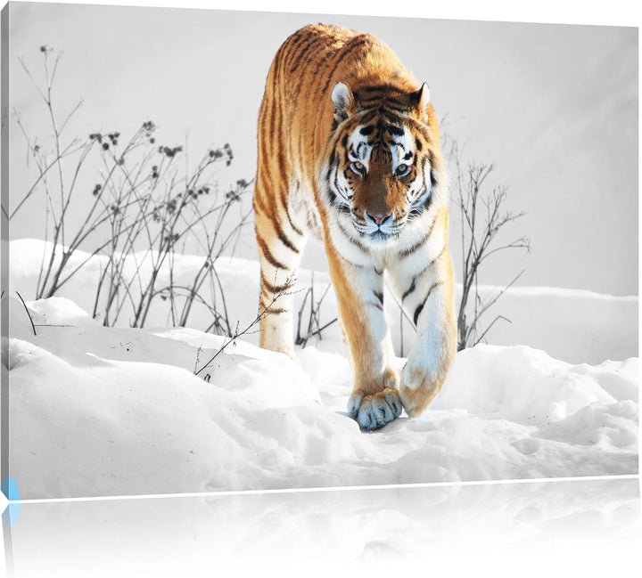 Grosser wilder Tiger im Schnee schwarz/weiss Format: 100x70 auf Leinwand, XXL riesige Bilder fertig