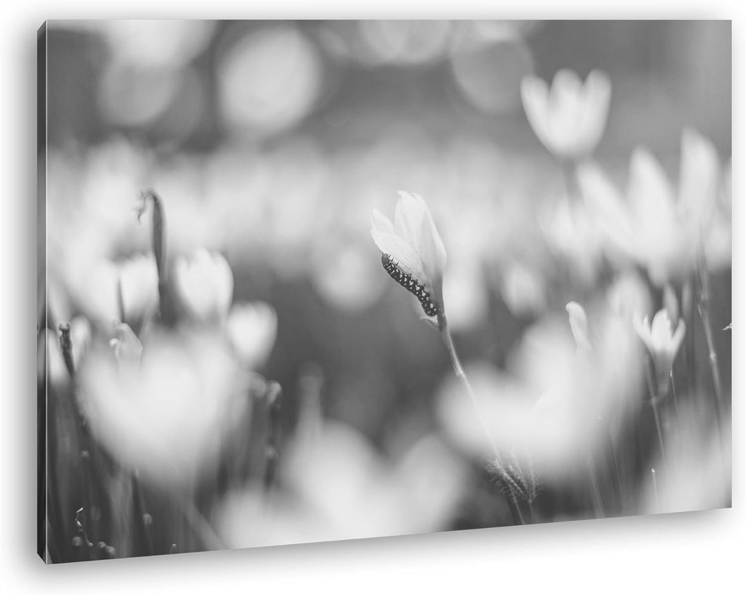 deyoli kleine Raupe auf Einer weissen Blume Effekt: Schwarz/Weiss Format: 120x80 als Leinwand, Motiv