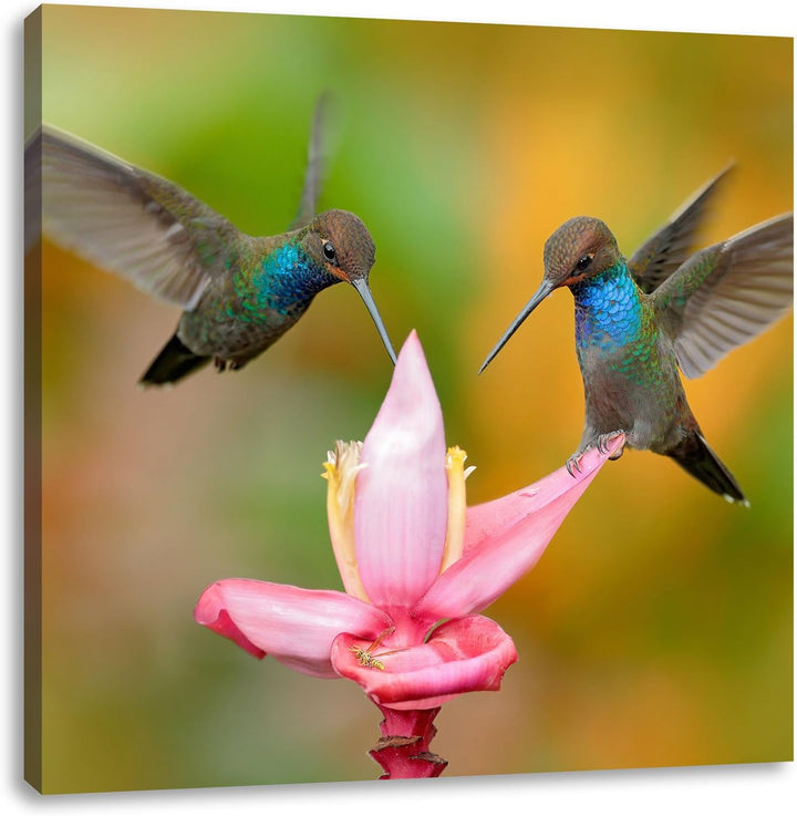 Pixxprint Zwei Fliegende Kolibris in den Tropen, Format: 70x70 auf Leinwand, 70x70