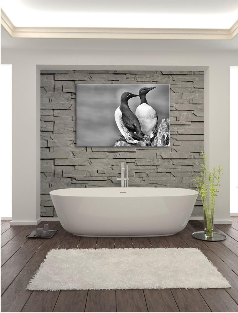 Pixxprint Zwei Trottellummen auf Felsen als Leinwandbild/Grösse: 100x70 cm/Wandbild/Kunstdruck/ferti