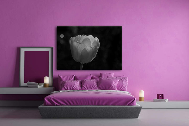 deyoli schneeweisse Tulpe Format: 100x70 Effekt: Schwarz&Weiss als Leinwandbild, Motiv fertig gerahm