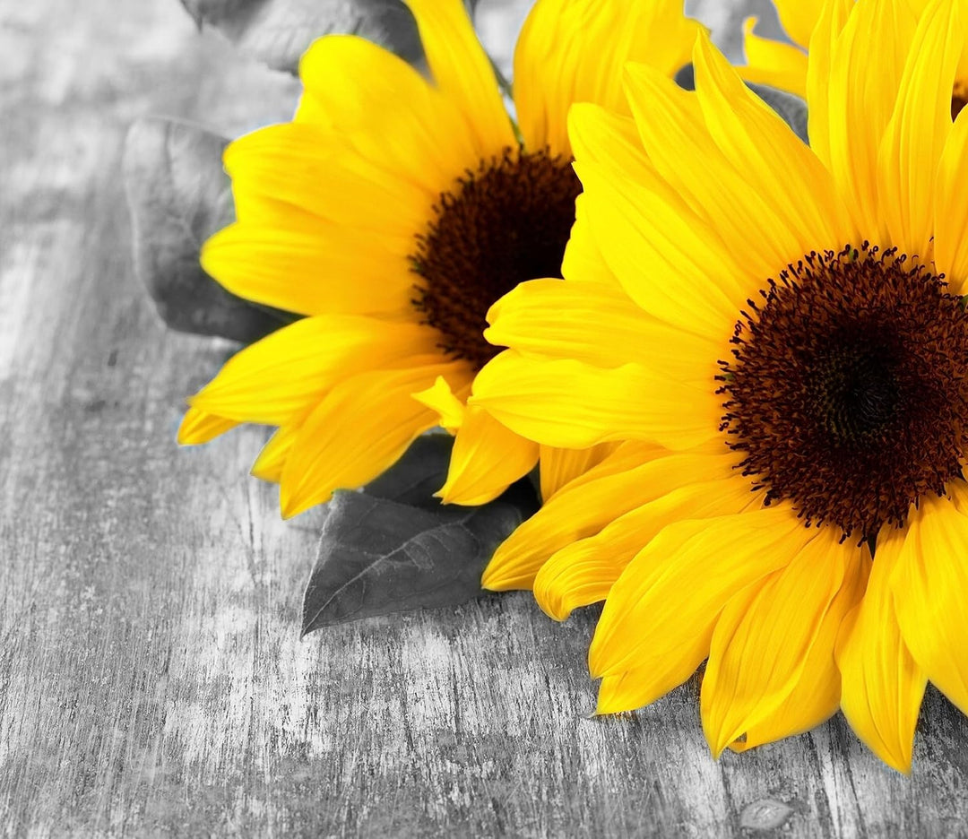schöne Sonnenblumen auf Holztisch Herdabdeckplatte & Spritzschutz aus Echtglas | Für Herd-Kochfelder