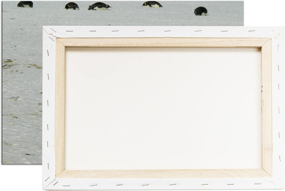 deyoli süsse Kaiserpinguine in der Antarktis im Format: 80x60 als Leinwandbild, Motiv fertig gerahmt