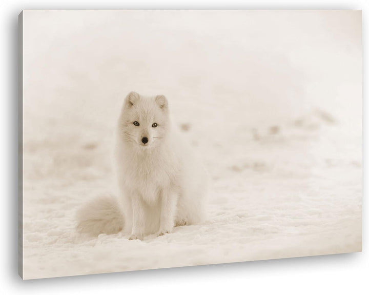 deyoli süsser Schneefuchs Format: 80x60 Effekt: Sepia als Leinwand, Motiv fertig gerahmt auf Echthol