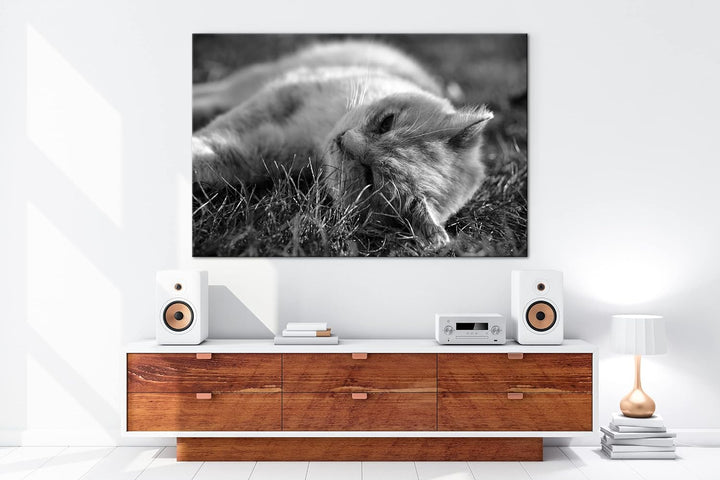deyoli kleine Katze beim Entspannen Format: 80x60 als Leinwand, Effekt: Schwarz&Weiss, Motiv fertig