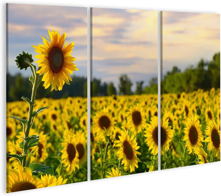 islandburner Bild auf Leinwand Eine Hohe Sonnenblume Mit Sonnenblumenfeld Und Schöner Abendhimmel Au
