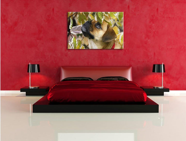 Pixxprint zwischen Blättern Mops als Leinwandbild/Grösse: 100x70 / Wandbild/Kunstdruck/fertig bespan
