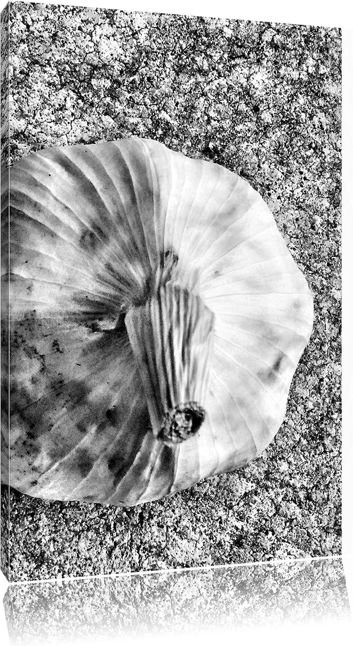 Pixxprint Zwei Knoblauchknollen als Leinwandbild/Grösse: 100x70 cm/Wandbild/Kunstdruck/fertig bespan