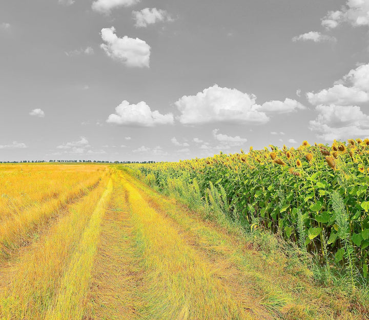 Feldweg Sonnenblumen Herdabdeckplatte & Spritzschutz aus Echtglas | Für Herd-Kochfelder | 60x52 cm