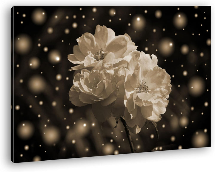 deyoli verschneite rosa Blumen Format: 80x60 Effekt: Sepia als Leinwand, Motiv fertig gerahmt auf Ec