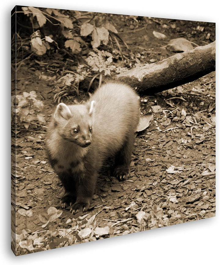 deyoli süsser Marder Format: 60x60 Effekt: Sepia als Leinwandbild, Motiv fertig gerahmt auf Echtholz