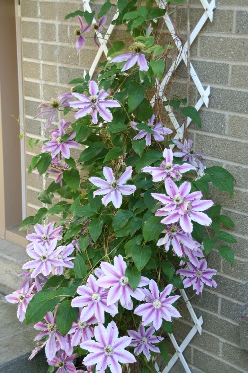 KAZITOO Garten-Rankgitter aus Holz, erweiterbarer Pflanzenzaun mit 5 S-Haken, Faltbarer Hängerahmen,