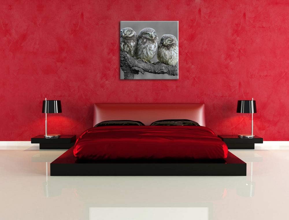 Eulen auf Ast schwarz/weiss, Format: 70x70 auf Leinwand, XXL riesige Bilder fertig gerahmt mit Keilr