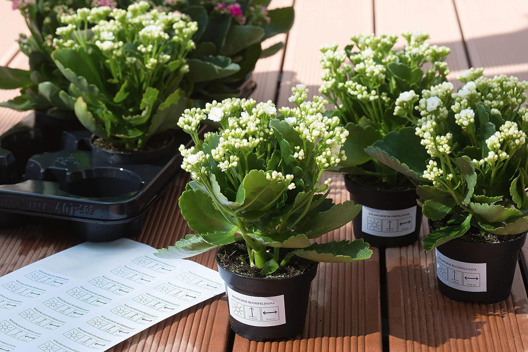 HERMA 4572 Wetterfeste Folienetiketten ablösbar, 20 Blatt, 48,3 x 25,4 mm, 44 Stück pro A4 Bogen, 88