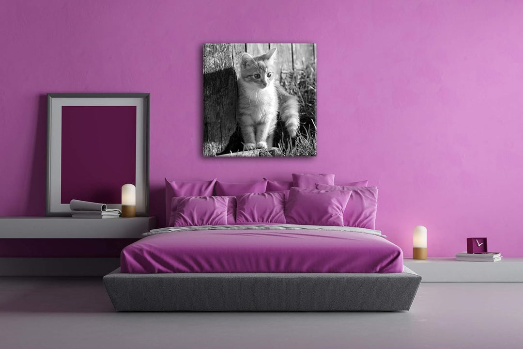 deyoli süsse kleine Katze im Sonnenschein Format: 60x60 Effekt: Schwarz&Weiss als Leinwandbild, Moti