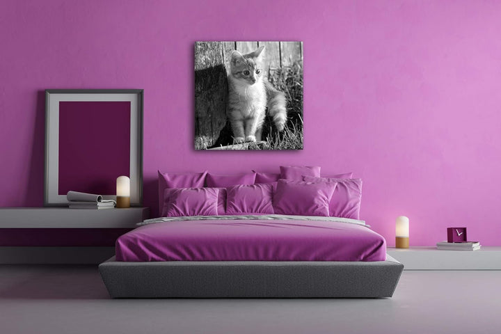 deyoli süsse kleine Katze im Sonnenschein Format: 60x60 Effekt: Schwarz&Weiss als Leinwandbild, Moti