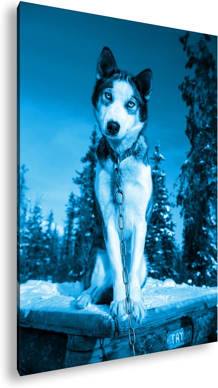 deyoli knuffiger Husky Format 100x70 Effekt: Monocrome Blau als Leinwandbild, Motiv fertig gerahmt a