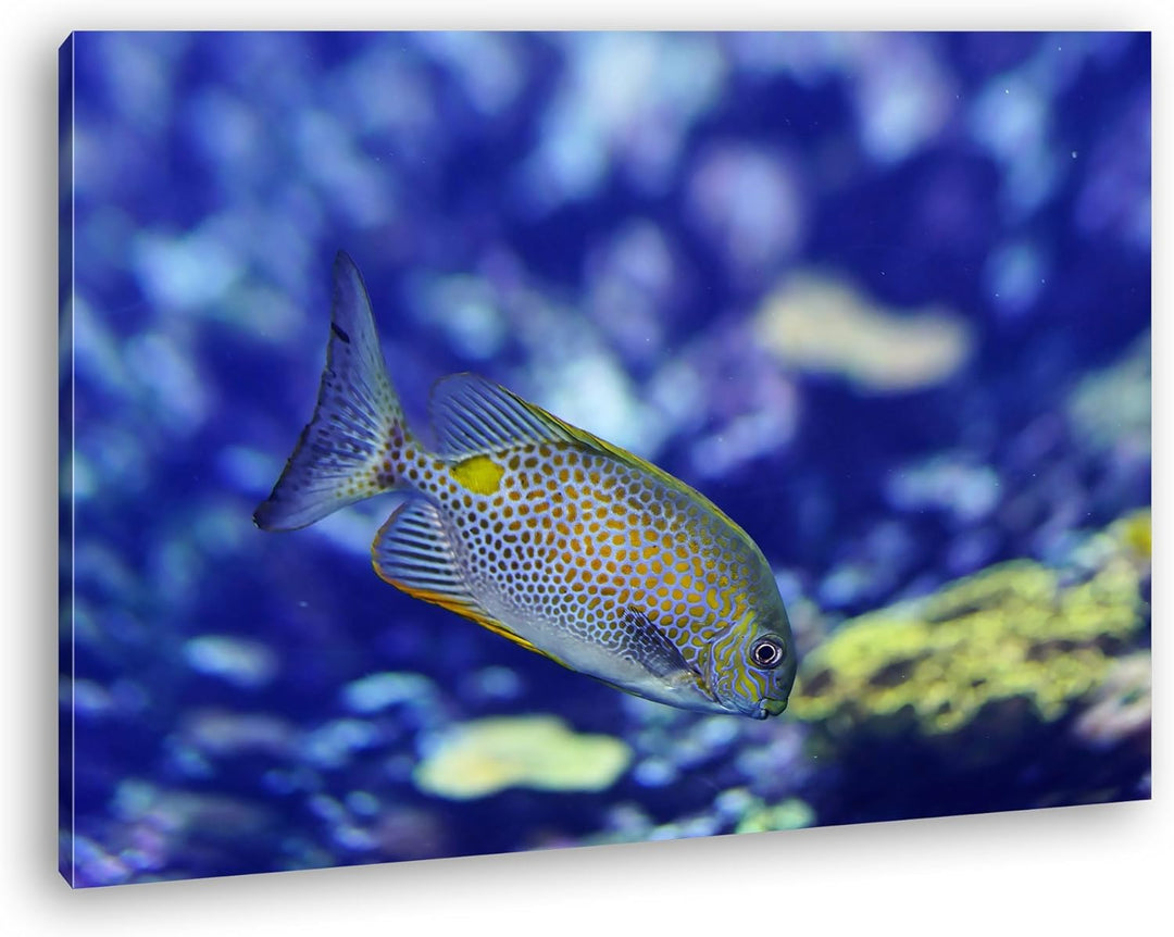deyoli kleiner gepunkteter Fisch im Meer Format: 80x60 als Leinwandbild, Motiv fertig gerahmt auf Ec