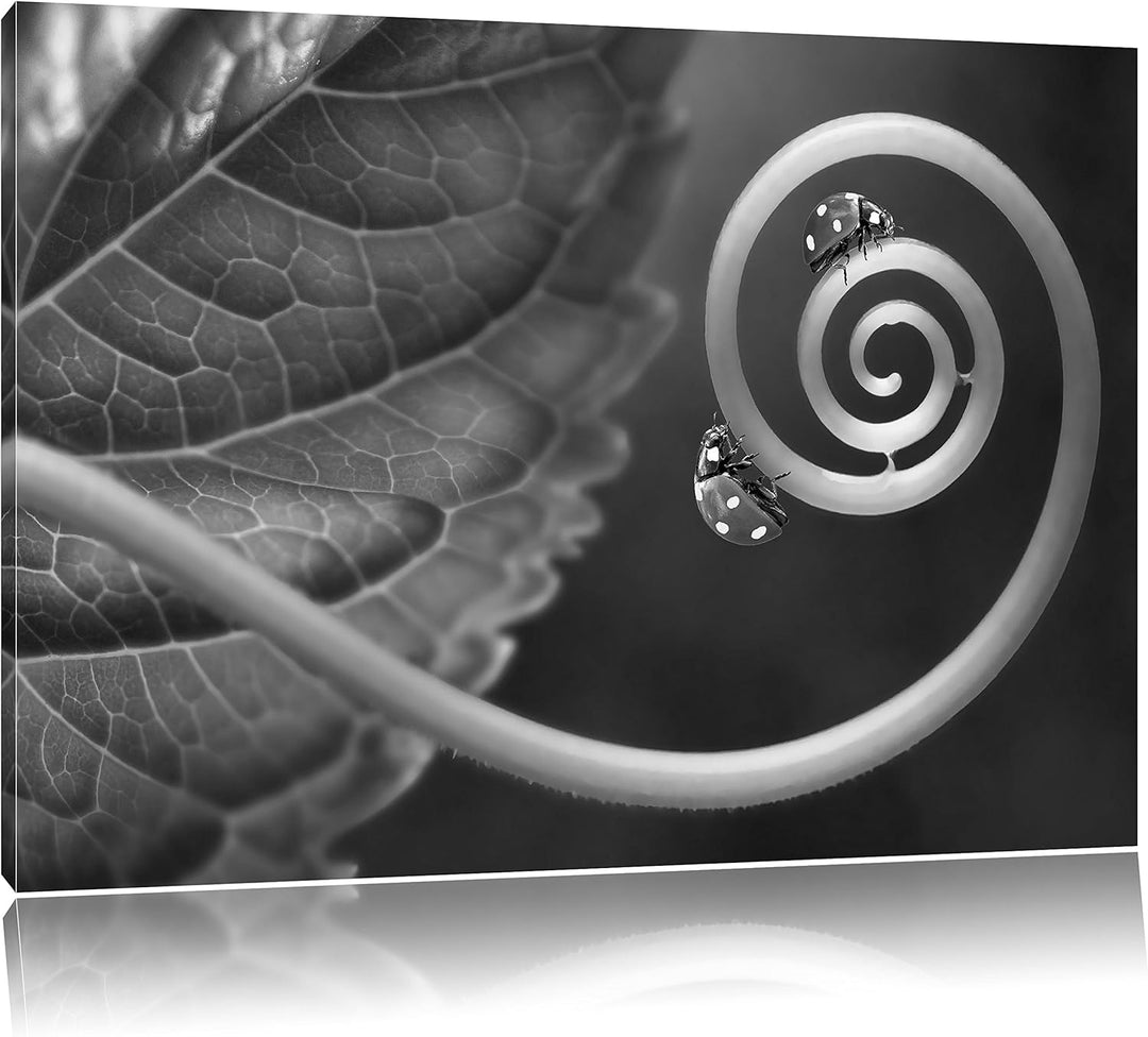 Pixxprint Zwei Marienkäfer auf einem Stängel als Leinwandbild/Grösse: 100x70 / Wandbild/Kunstdruck/f