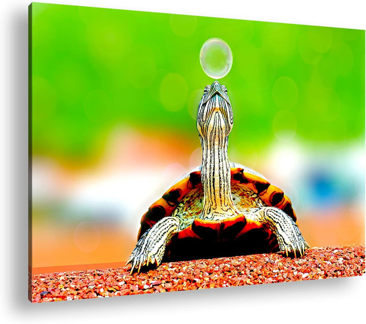 deyoli lustige Schildkröte spielt mit einer Seifenblase Format: 60x40 als Leinwand, Motiv fertig ger