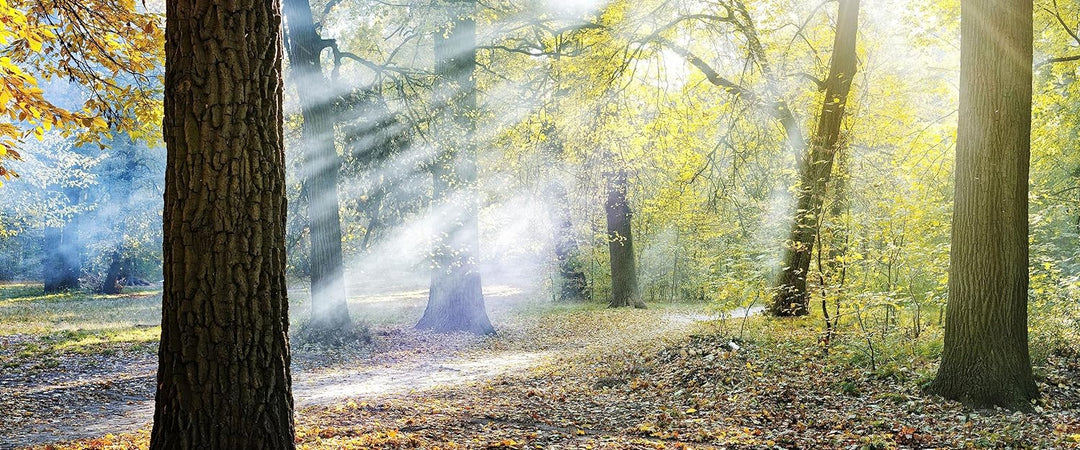 Glasbild Panorama | Wandbild aus Echtglas | Sonnenstrahlen im Wald | 100x40 cm | inkl. Aufhängung un