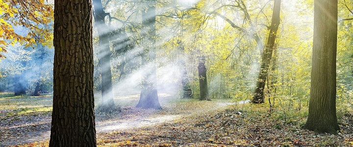 Glasbild Panorama | Wandbild aus Echtglas | Sonnenstrahlen im Wald | 100x40 cm | inkl. Aufhängung un