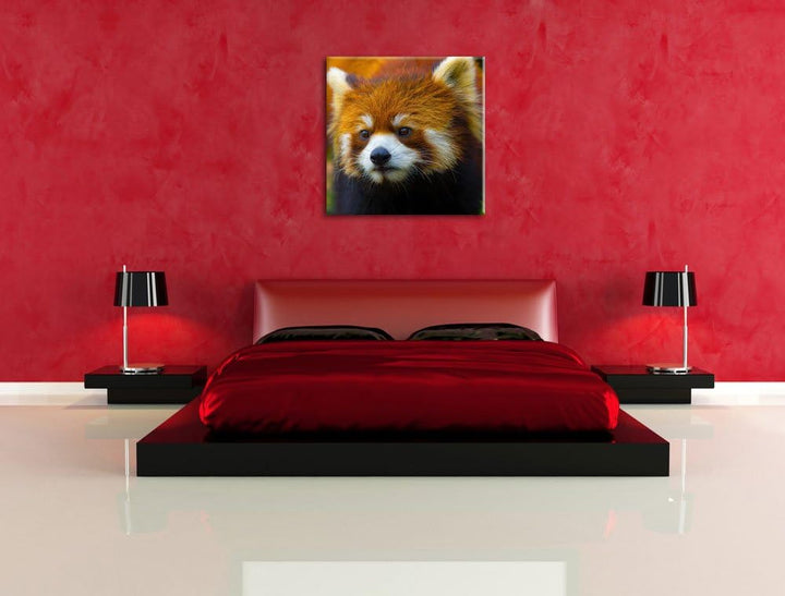 Roter Pandabär auf Ast, Format: 70x70 auf Leinwand, XXL riesige Bilder fertig gerahmt mit Keilrahmen