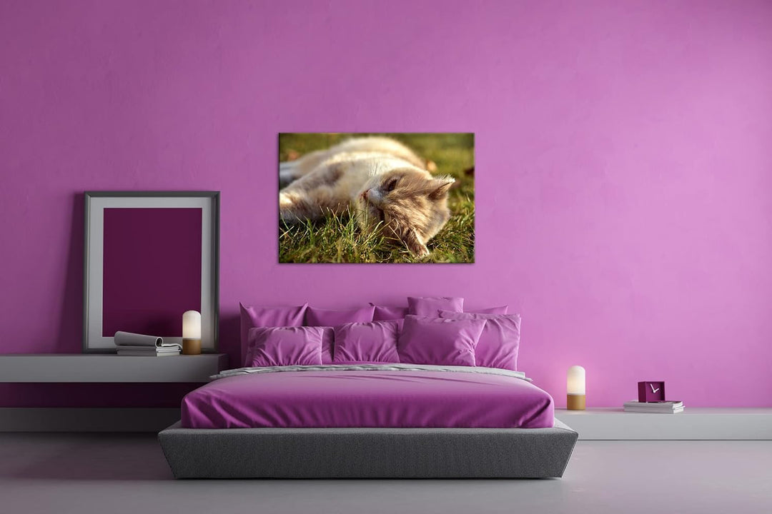deyoli kleine Katze beim Entspannen Format: 120x80 als Leinwandbild, Motiv fertig gerahmt auf Echtho