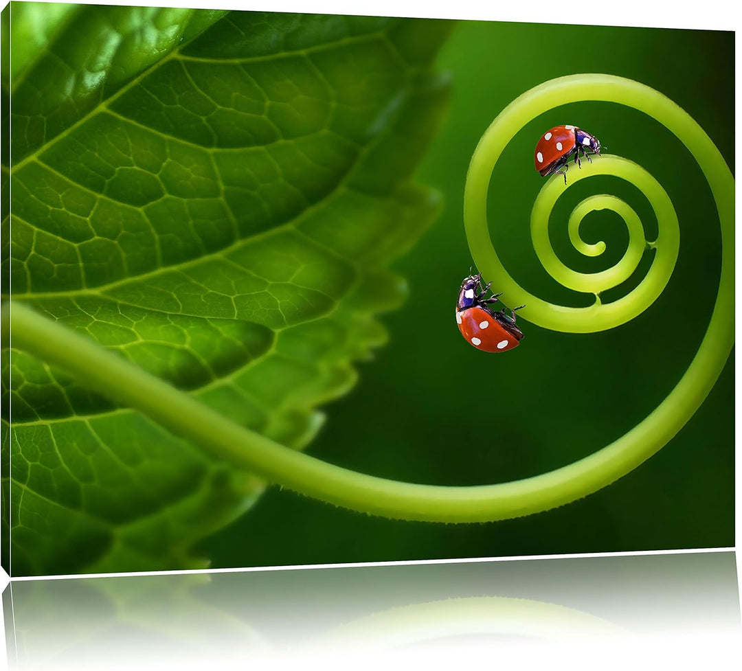 Pixxprint Zwei Marienkäfer auf einem Stängel als Leinwandbild/Grösse: 100x70 / Wandbild/Kunstdruck/f