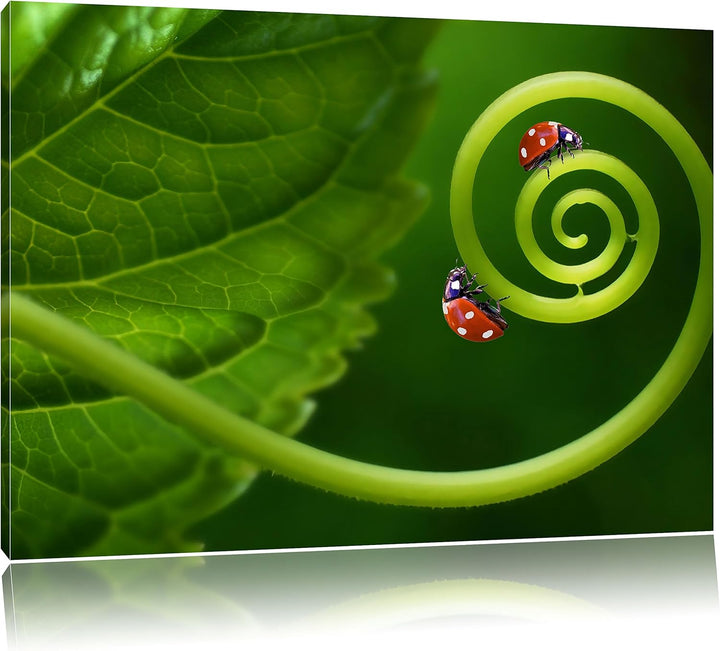 Pixxprint Zwei Marienkäfer auf einem Stängel als Leinwandbild/Grösse: 100x70 / Wandbild/Kunstdruck/f